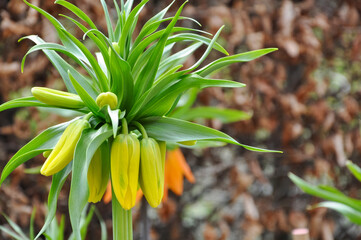 Fritillaria (fritillaries) beautiful flower from Asia in yellow color growth in the garden in spring and summer season.