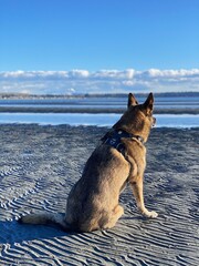Thoughtful at Low Tide