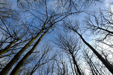 A view of some trees without leaves at the beginning of the spring. Paris, France.
