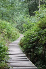 curvy boardwalk through a green forest