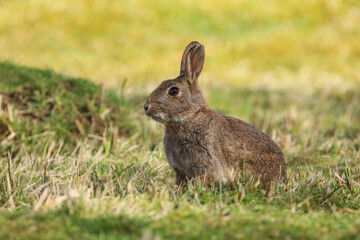 Wild Rabbit (Oryctolagus cuniculus) sitting in a field.