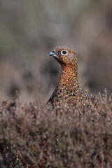Female Red Grouse (Lagopus lagopus scotica) in the heather moorland of the Peak District