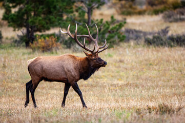 Bull Elk on Rocky mountain, Colorado during mating season.