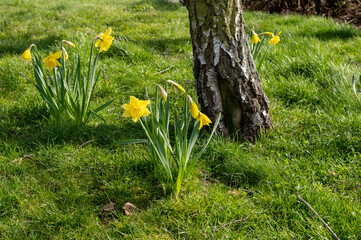 Daffodils in full bloom growing beneath a tree