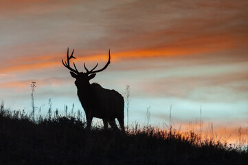 A silhouette of Bull Elk on Rocky mountain, Colorado during mating season.