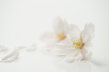 Fototapeta na wymiar 桜の花びら