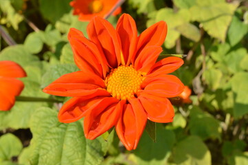 orange flower in garden