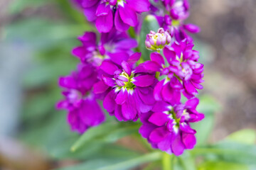 Obraz premium 紫の花