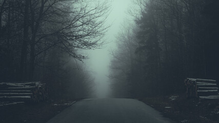 Leśna droga w gęstej mgle.