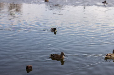ducks on the water