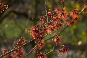 orange hamamelis flowers, witch hazel