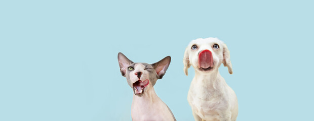 Banner two hingry hungry pets, sphynx cat and dog licking its lips. Isolated on blue pastel backgorund.