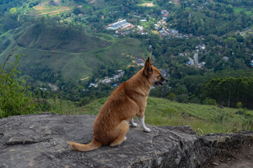 Dog on the mountain