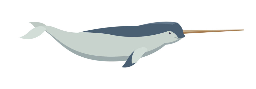 flat narwhal swimming, blue and gray clip art preview