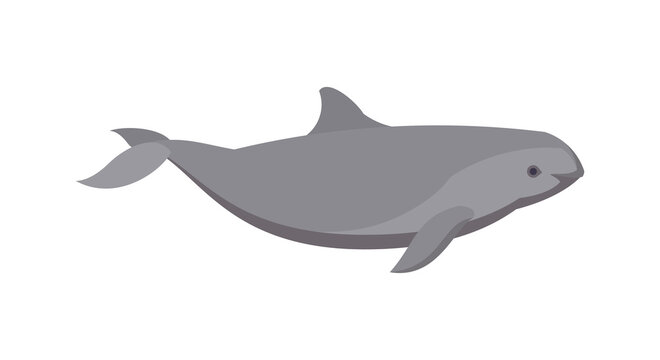 Flat harbour porpoise dolphin. Vector illustration