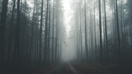 Leśna droga w gęstej mgle. - obrazy, fototapety, plakaty