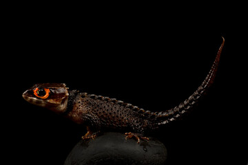 Red eyed crocodile skink (Tribolonotus gracilis)