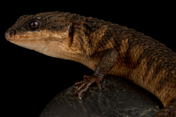 Sulawesi spiny water skink (Tropidophorus bacconi)
