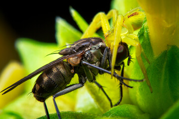 Naklejka premium A crab spider with the prey twice bigger compared with his body