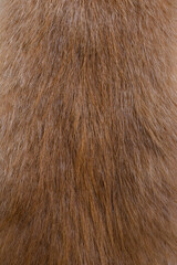 nutria fur close up - texture