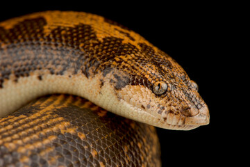 Kenyan sand boa (Gongylophis colubrinus)
