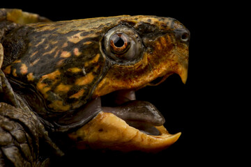 Big headed turtle (Platysternon megacephalum)
