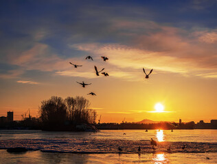 Ducks flying over the river to sunset. Landscape. Winter shot.
