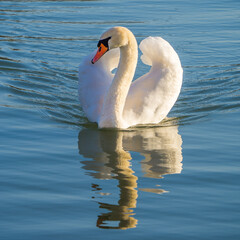 Graceful white swan swimming on lake symmetrically reflected in blue water