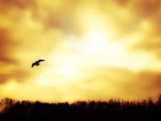 Fototapeta na wymiar birds in the sunset