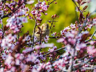 Spring sketch: cute small sparrow among violet inflorescences of blooming tree