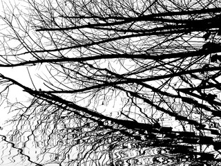 Abstract nature sketch: dense tree branches reflected in lake
