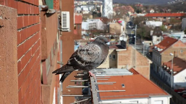 A pigeon sits on a television antenna and watches the city