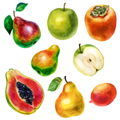 Watercolor fruits, set. Apples, pears, papaya, persimmon, mango. - 423402476