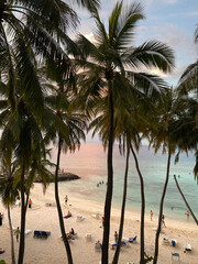 palm tree on the beach