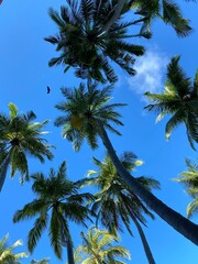 palm trees against blue sky