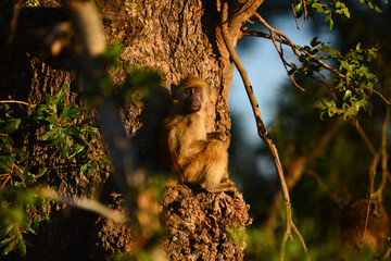A juvenile baboon on a tree during sunrise, Kruger National Park, South Africa