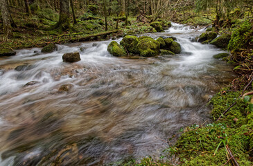 Ruisseau des Vosges