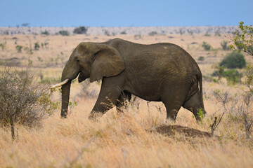An African elephant (Loxodonta africana) roaming the grasslands of Kruger National Park, South Africa