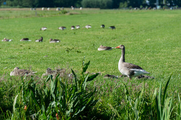 Alert grey goose in the meadow