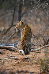 An African leopard (Panthera pardus pardus) on the hunt, Greater Kruger Area, South Africa