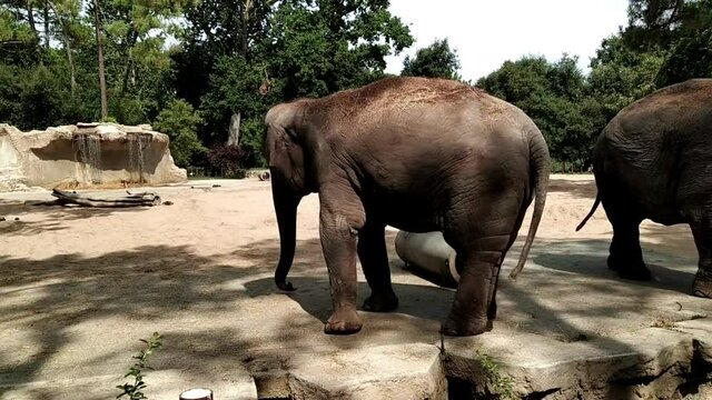 &eacute;l&eacute;phant dans un parc animalier