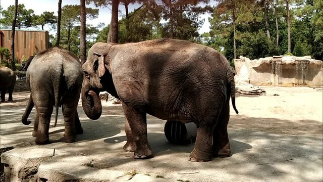 &eacute;l&eacute;phant dans un parc animalier