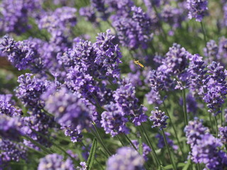Eine Biene in Lavendelblüten