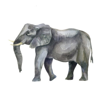 Watercolor illustration. Image of an elephant. Elephant hand-drawn in watercolor.