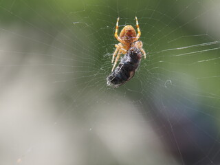 Eine Spinne fängt eine Fliege