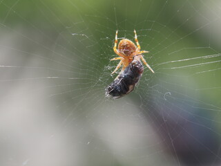 Eine Spinne fängt eine Fliege