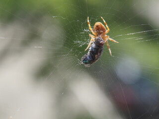 Eine Spinne fängt eine Fliege