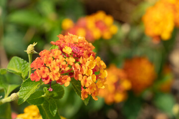 Lantanas flower orange and yellow tone on the tree with blurred other flowers for background.