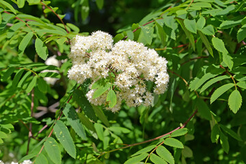 Common mountain ash (Sorbus aucuparia L.). Blossoming