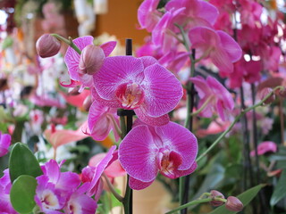 Pink Orchids on Display at Keukenhof, Holland
